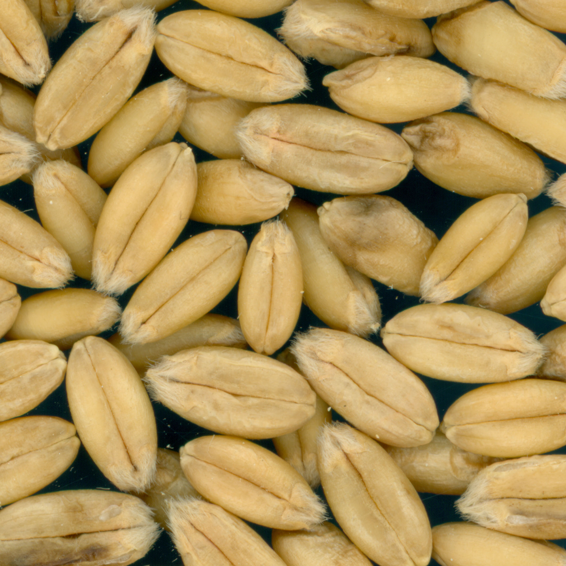 KERNELS